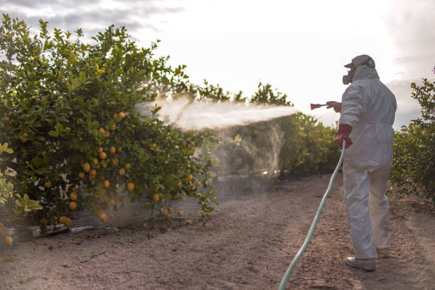 Best Local Pest Control Services  in Shell Point, SC