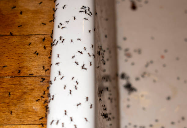 Best Termite Control Services  in Shell Point, SC