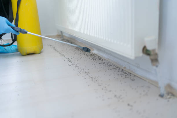 Best Mosquito Control Services  in Shell Point, SC